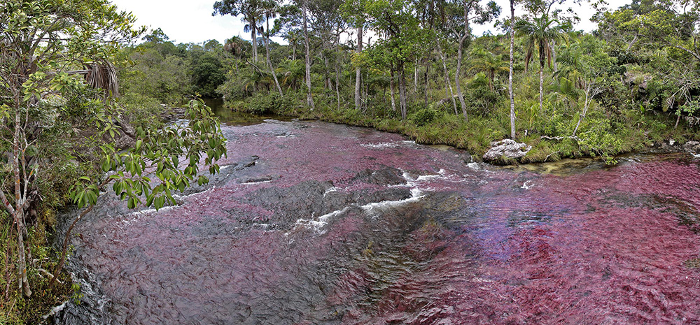Cano Cristales - пятицветная река