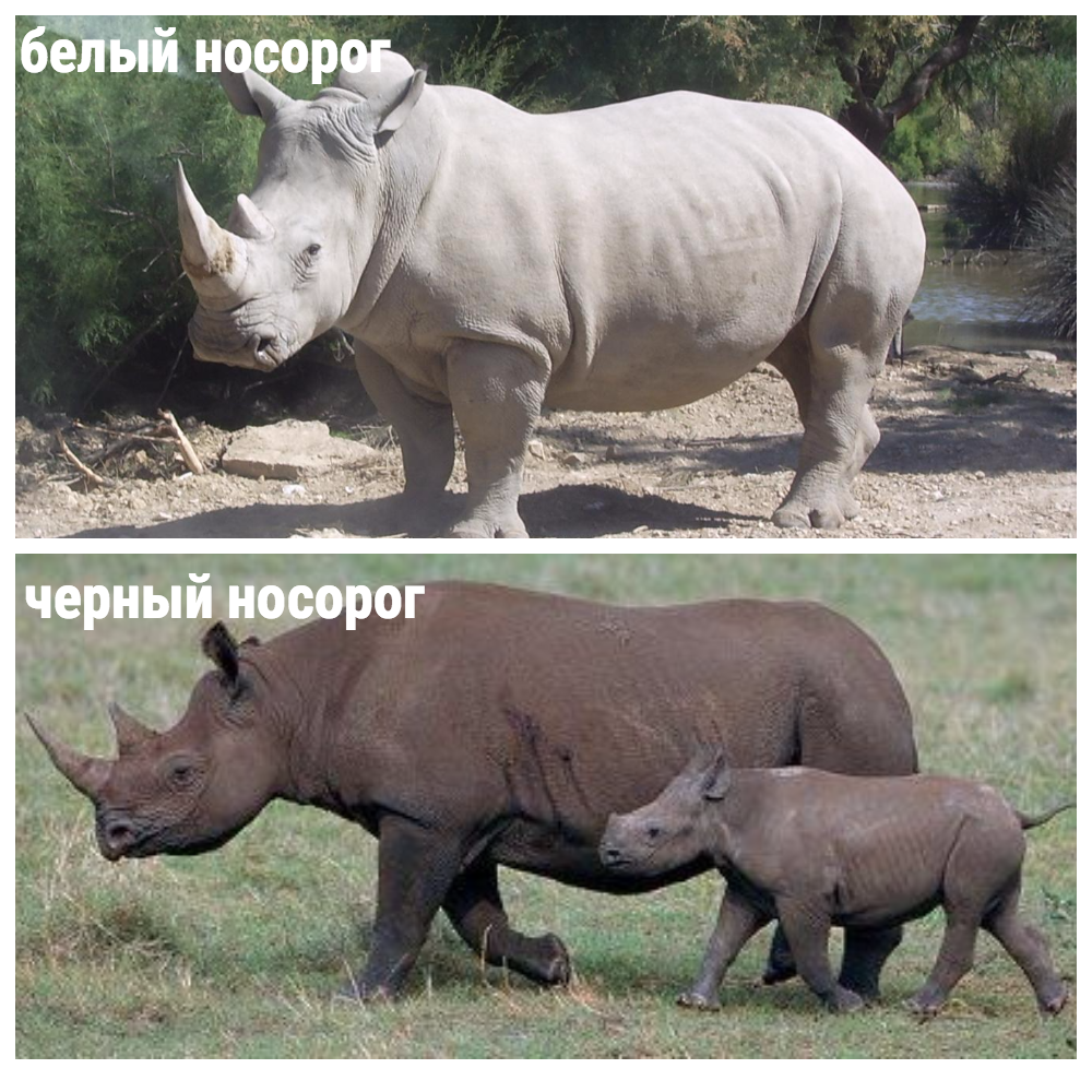 Статья Носороги. Почему черные и белые носороги не белые и не черные?