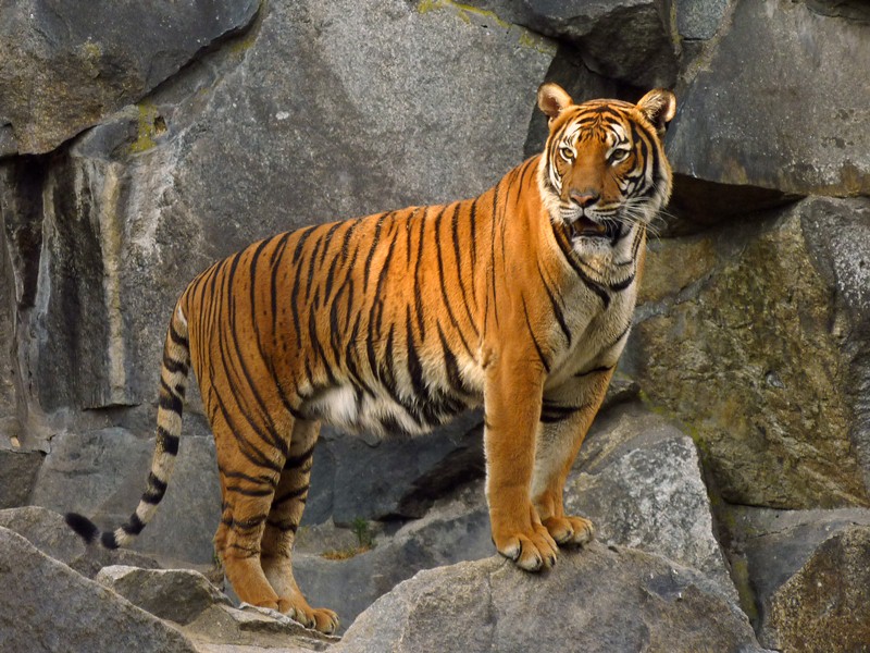 тигр (Panthera tigris)