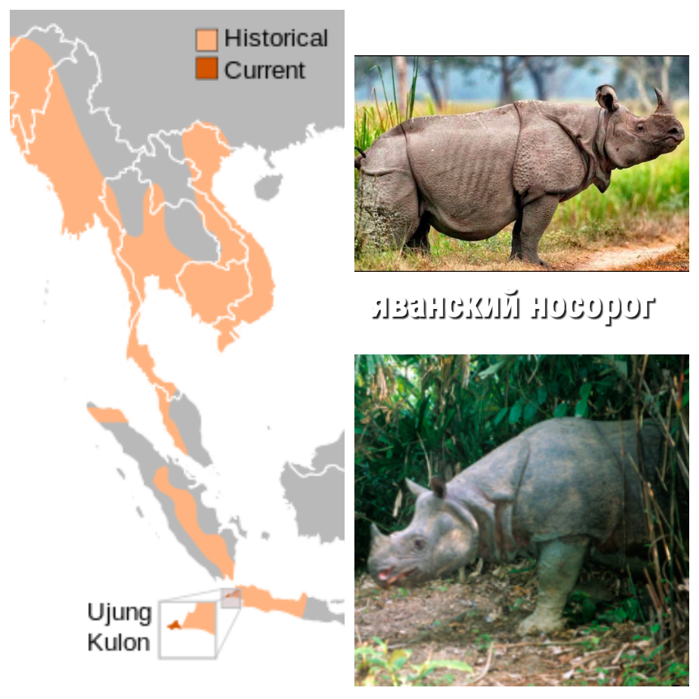 Ареал обитания индийского носорога. Белый носорог ареал. Яванский носорог ареал. Белый носорог ареал обитания.